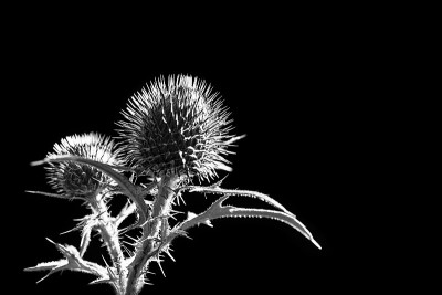 黑色背景上的无羽蓟艺术花蕾。Carduus。背光