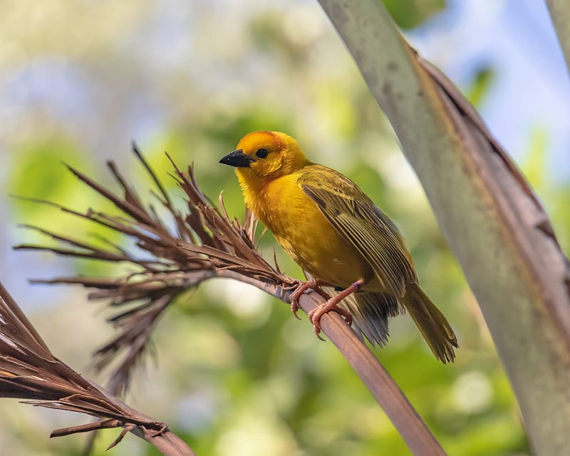 Taveta的Golden Weaver落在了一个小树枝上(Taveta Golden Weaver