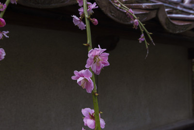 墙樱花