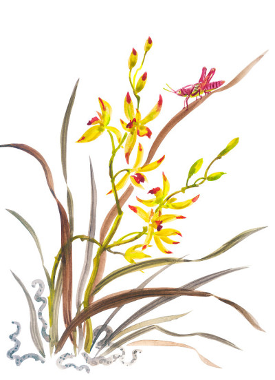 野兰花和蚱蜢，水彩画插图