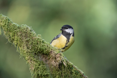 森林中的大山雀(Parus major)