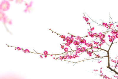 梅花