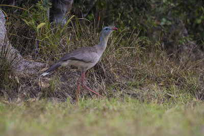 Crested cariama