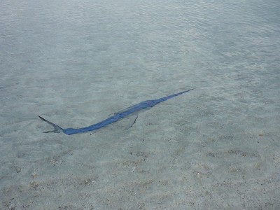 剑鱼在海