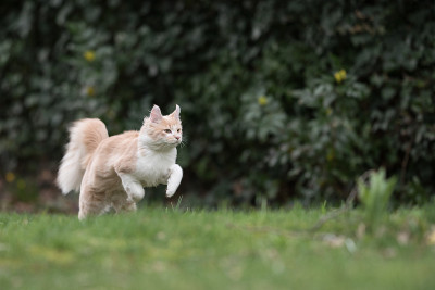 缅因库恩猫