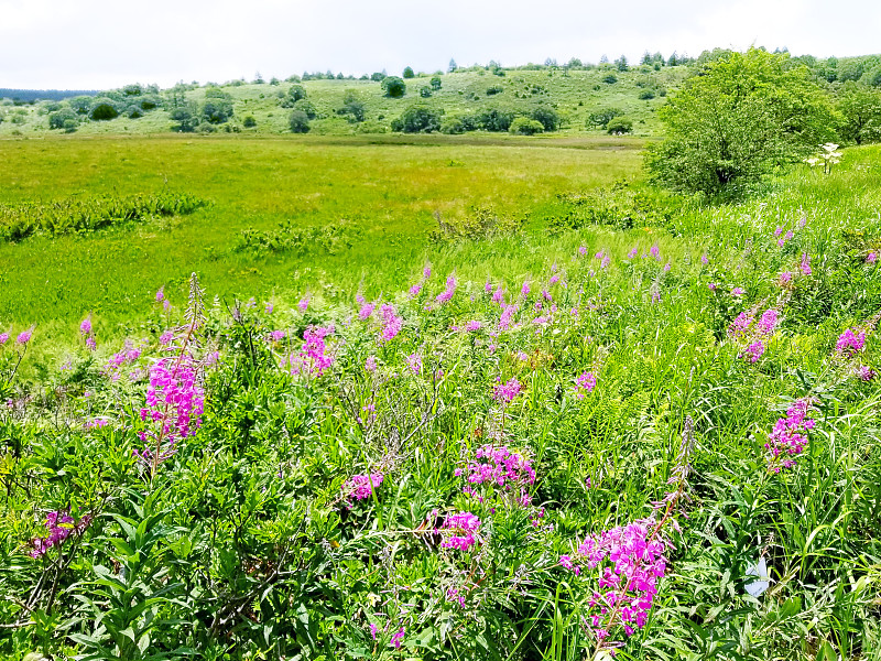 Fireweed flower field (Yashimagahara湿地，Kirigamine)