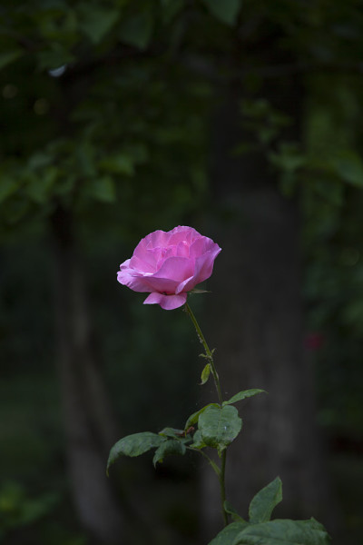 粉红色的玫瑰绿和昏暗的花园午后