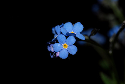 蓝色野山花