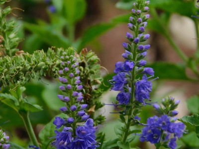 2019年堪萨斯鲜花之夏