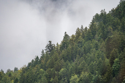 树木和山峰在雾在美丽的计划湖，奥地利