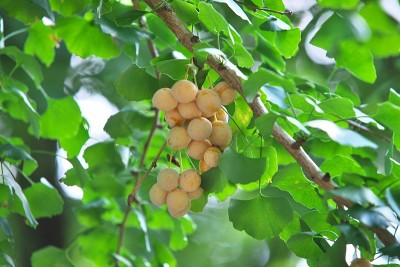 银杏的果实