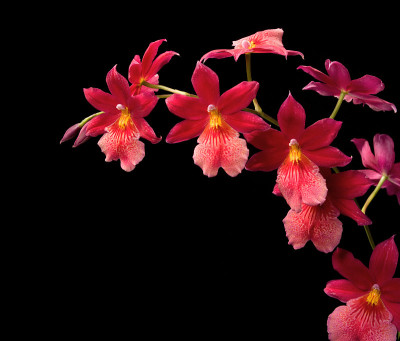 红色的兰花