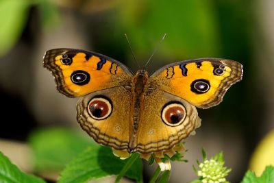 Junonia(孔雀堇型花)