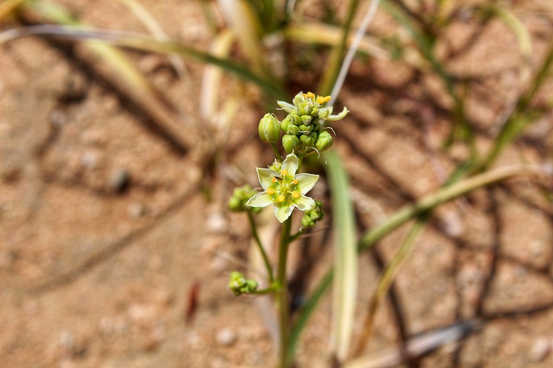 毒理oscordion brevibracteatum沙漠死亡camas -约书亚树国家公园- 04