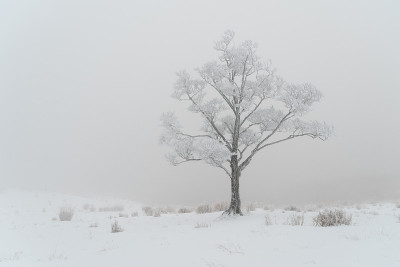 rime