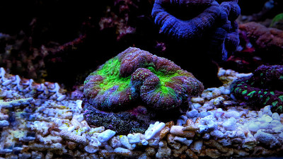 开放的脑珊瑚物种在咸水礁水族馆缸