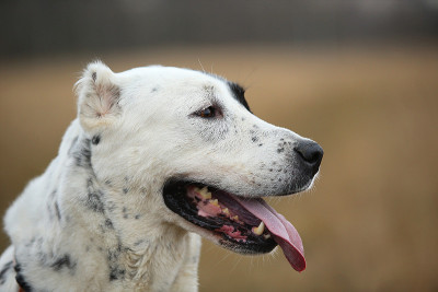户外中亚牧羊犬肖像
