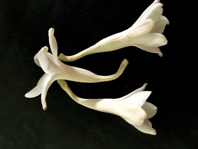 晚香玉花图案