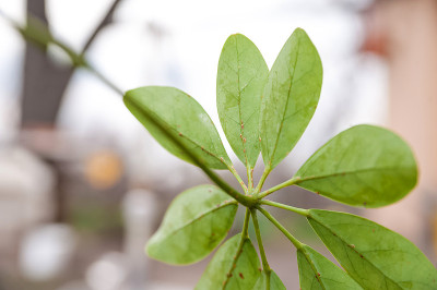 谢夫莱拉带着盾牌离开了。植株被寄生，封闭复制空间。