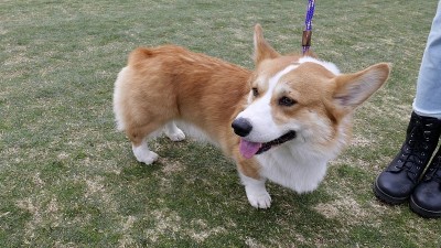 彭布罗克威尔士科基犬