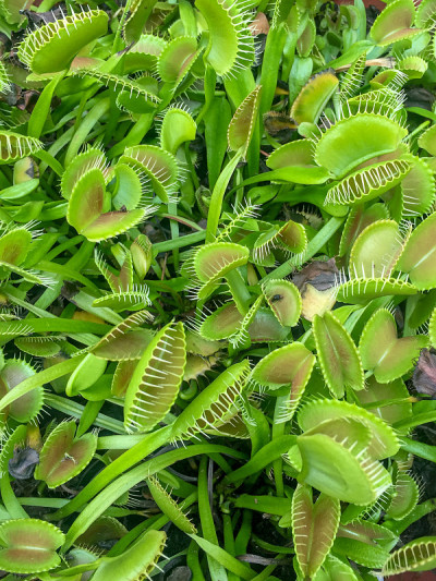捕蝇草