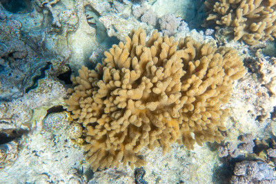 深海珊瑚虫，海底的海洋生物。