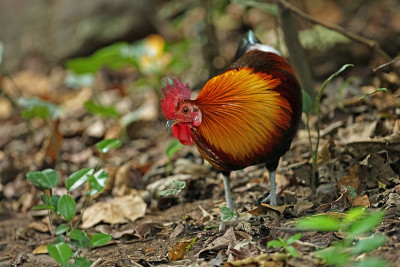 红Junglefowl