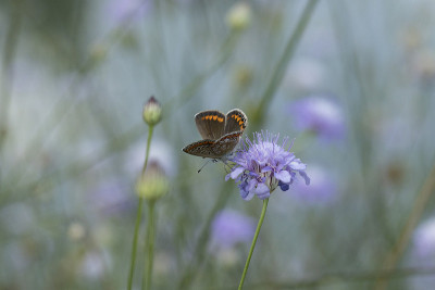 Aricia agestis