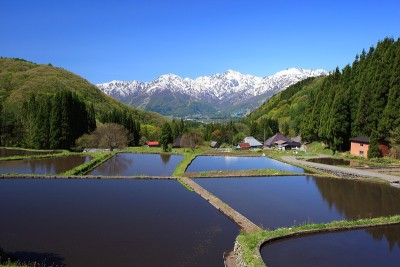 日本阿尔卑斯山和梯田稻田