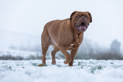 雪地里的法国獒犬