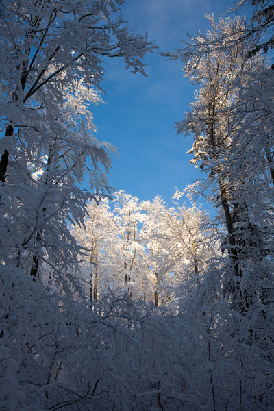 下雪的森林