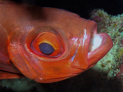 埃及红海中的月亮大眼(Priacanthus hamrur)