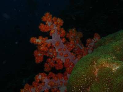 美丽的海底水生植物。