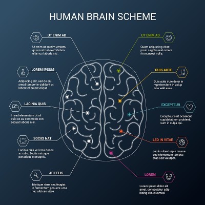 人类大脑半球。展示人类大脑结构的插图