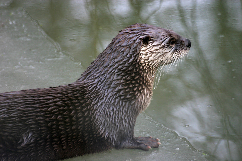 河水獭