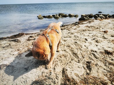 海滩上的澳大利亚牧牛犬