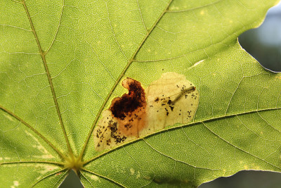 挪威枫树(槭槭)的绿叶与锯蝇叶虫(杂thrus sp.)，白俄罗斯