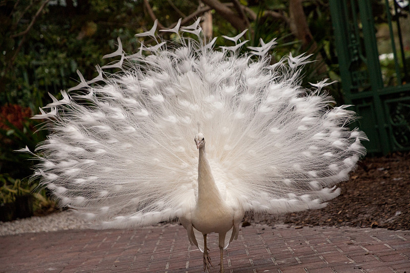 雄性白孔雀Pavo cristatus