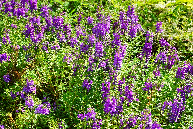 柳叶Angelonia salicariifolia盛开在花园里