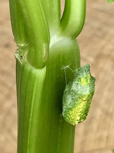 燕尾茧挂在芹菜枝上