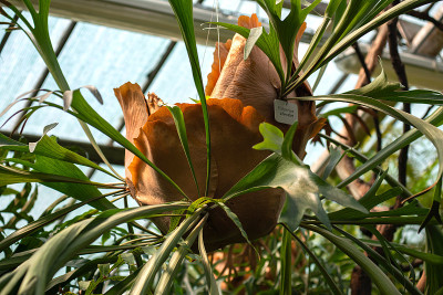 Platycerium bifurcatum，即麋鹿角蕨或普通的鹿角蕨，是fema的一种。照片摄于植