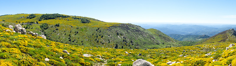 岩石和盛开的扫帚，塞文山，法国