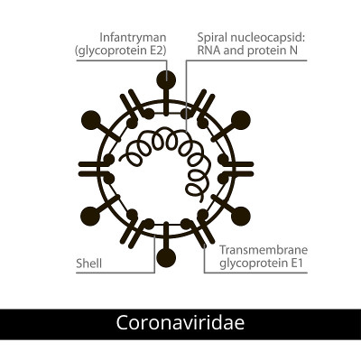 Coronaviridae。分类的病毒。