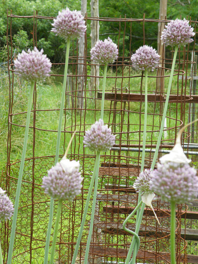 象蒜花或小花