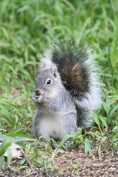 亚利桑那灰松鼠(Sciurus Arizona)