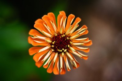 花近ups