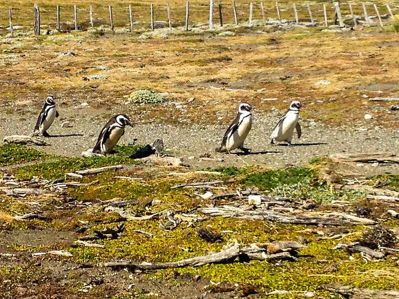 Punta Arenas