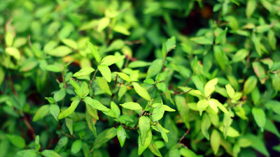 香菜叶或越南香菜