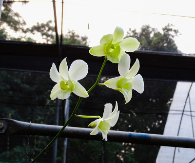 白兰花盛开
