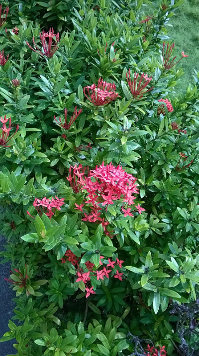 花